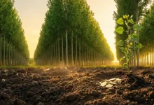 نهال صنوبر؛ راز سود میلیونی زراعت چوب